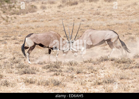 Zwei kämpfende Oryx aka Gemsbok, Kgalagadi Transfrontier Park, Südafrika Stockfoto