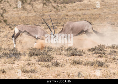 Zwei kämpfende Oryx aka Gemsbok, Kgalagadi Transfrontier Park, Südafrika Stockfoto