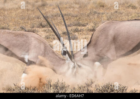 Zwei kämpfende Oryx aka Gemsbok, Kgalagadi Transfrontier Park, Südafrika Stockfoto