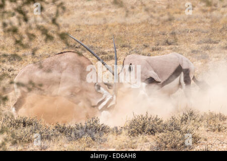 Zwei kämpfende Oryx aka Gemsbok, Kgalagadi Transfrontier Park, Südafrika Stockfoto