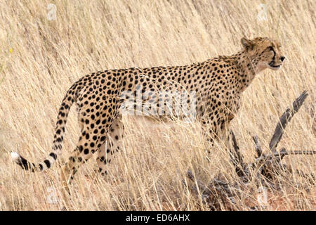 Weibliche Geparde, Kgalagadi Transfrontier Park, Südafrika Stockfoto