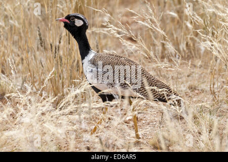 Männliche schwarze Korhaan, Afrotis afraoides, auch bekannt als Weißkiefer-Trappe, Augrabies Falls National Park, Namaqualand, Northern Cape, Südafrika Stockfoto