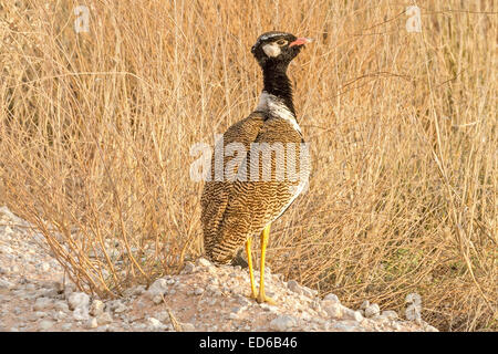Männliche schwarze Korhaan, Afrotis afraoides, auch bekannt als Weißkiefer-Trappe, Augrabies Falls National Park, Namaqualand, Northern Cape, Südafrika Stockfoto