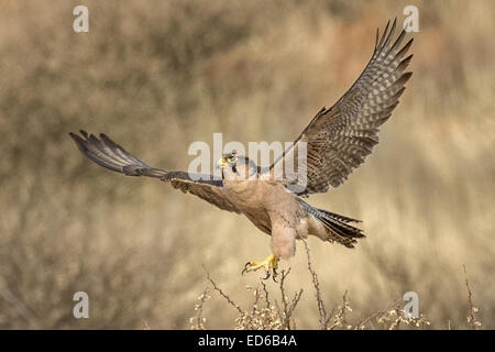 Lanner Falcon, Falco biarmicus, Kgalagadi Transfrontier Park, Südafrika Stockfoto