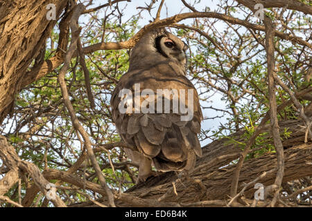 Verreaux-Adlereule, Bubo lacteus, auch bekannt als die milchige Adlereule oder Riesenadlereule, Kgalagadi Transfrontier Park, Südafrika Stockfoto