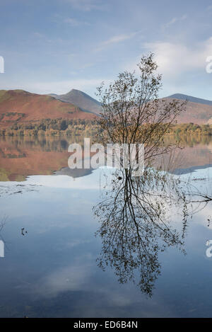 Baum spiegelt sich in Derwent Water, englischen Lake District, mit Causey Hecht und Katze Glocken im Hintergrund Stockfoto