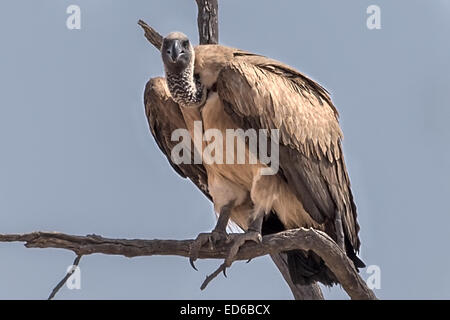 Whitebucked Vulture, Gyps africanus, Kgalagadi Transfrontier Park, Südafrika Stockfoto