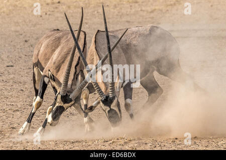 Zwei kämpfende Oryx aka Gemsbok, Kgalagadi Transfrontier Park, Südafrika Stockfoto