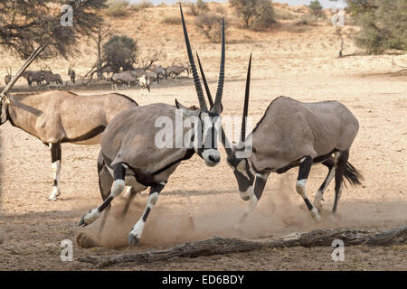 Zwei kämpfende Oryx aka Gemsbok, Kgalagadi Transfrontier Park, Südafrika Stockfoto