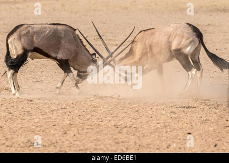 Zwei kämpfende Oryx aka Gemsbok, Kgalagadi Transfrontier Park, Südafrika Stockfoto