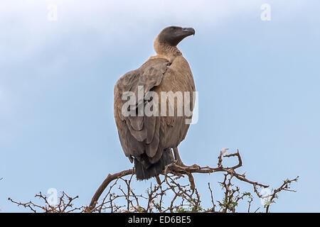 Whitebucked Vulture, Gyps africanus, Kgalagadi Transfrontier Park, Südafrika Stockfoto