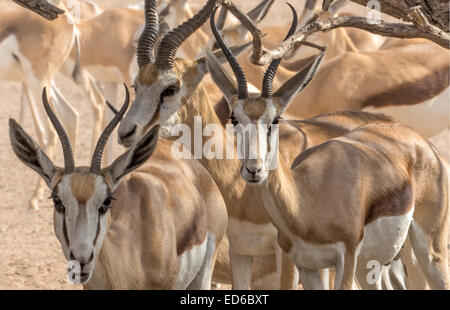 Springbok Herd, Kgalagadi Transfrontier Park, Südafrika Stockfoto