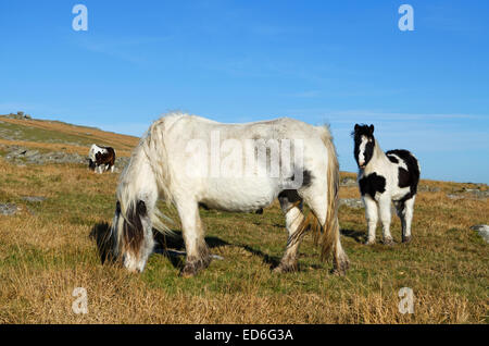 Ponys Weiden in Bodmin Moor in Cornwall, Großbritannien Stockfoto