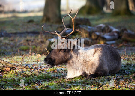 Ein Rentier ruht auf den mattierten Boden am späten Nachmittag Sonne an einem kalten Dezembertag Stockfoto