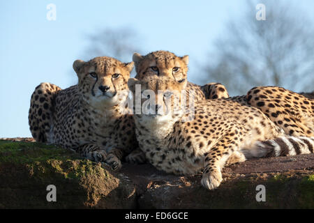 Drei Geparden kuscheln zusammen, schaut direkt in die Kamera an einem sonnigen Nachmittag am ZSL Whipsnade in Bedfordshire Stockfoto