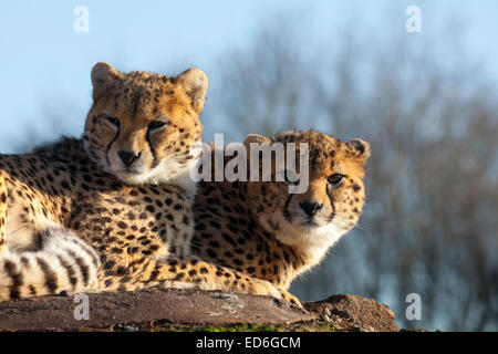 Zwei Geparden kuscheln zusammen an einem sonnigen Nachmittag am ZSL Whipsnade in Bedfordshire Stockfoto