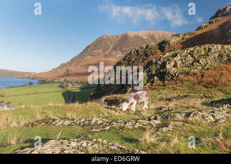 Herdwick Schafe auf Rannerdale Knotts, mit Grasmoor im Hintergrund, englischen Lake District Stockfoto