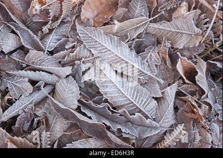 schwere Raureif Beschichtung lässt Wedel von Bracken Darstellung frostigen Frost Stockfoto