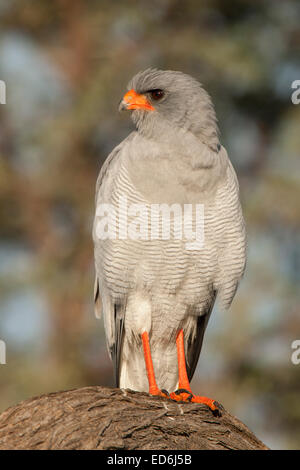 Eine südliche blass singen Goshawk im Kgalagadi Transfrontier National Park. Stockfoto