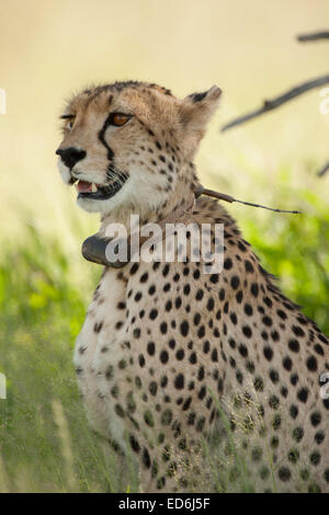 Tagged Geparden im Kgalagadi Transfrontier National Park in Südafrika. Stockfoto