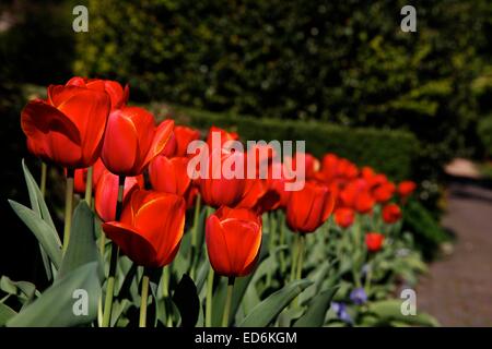 Tulpen im Frühling in der Villa Taranto Botanischer Garten Stockfoto