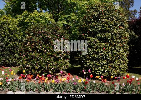 Einige Sträucher und Blumen in den Gärten der Villa Taranto Stockfoto