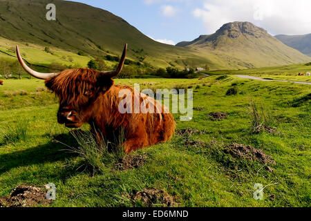 Diese wunderbare Highland Kuh wurde am Kenknock in Glen Lyon in die Trossachs National Park, Schottland gesehen. Stockfoto