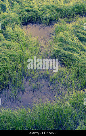 Aussicht vom Starrigavan Recreation Area, Mündung Leben Trail in der Nähe von Sitka, Alaska.  Wellenmuster der Mündung Gräser und Seggen. Stockfoto