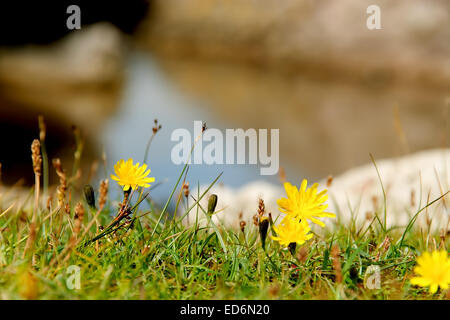 Blumen auf der Isle of Bute, Scotland Stockfoto