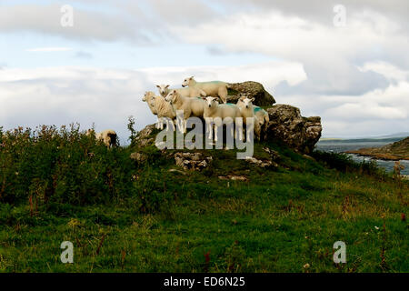 Eine kleine Herde von Schafen auf der Isle of Bute, Scotland Stockfoto