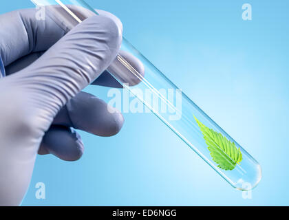 Blatt der Heilpflanze im Reagenzglas in der hand Stockfoto