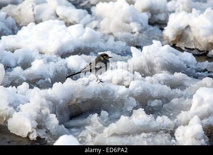 Spatz auf Schnee bedeckten Boden Stockfoto
