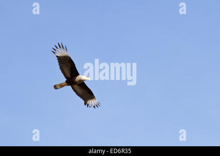 Southern Caracara schweben mit dem Wind in Patagonien, Argentinien Stockfoto
