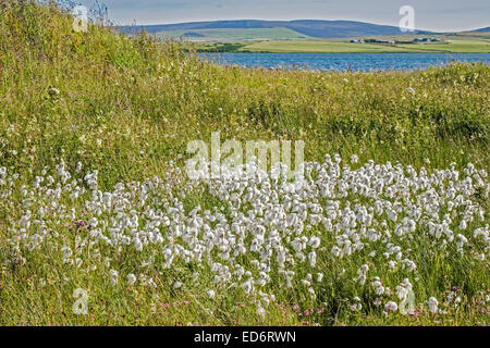 Blühende Wollgras (Wollgras Angustifolium) Orkney Islands UK Stockfoto