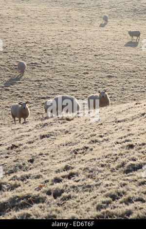 Titley, Herefordshire, England. 30. Dezember 2014. Ländlichen Gebieten von Großbritannien erleidend über Nacht eine weitere Nacht von strengem Frost mit Temperaturen bis zu minus 5 ° c im Titley Herefordshire. Foto zeigt schwanger Schaf Schafe in einem Feld in einem schweren Raureif bedeckt. Stockfoto