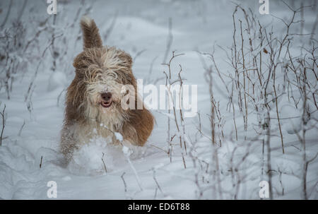 Lengenfeld, Deutschland. 30. Dezember 2014. Ein Hund der Rasse Bearded Collie Spaziergänge durch den Schnee in die oberen bayerischen administrativen Bezirk von Landsberg am Lech in der Nähe von Lengenfeld, Deutschland, 30. Dezember 2014. Foto: NICOLAS ARMER/Dpa/Alamy Live News Stockfoto