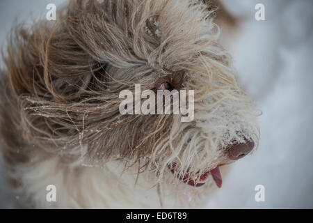 Lengenfeld, Deutschland. 30. Dezember 2014. Ein Hund der Rasse Bearded Collie Spaziergänge durch den Schnee in die oberen bayerischen administrativen Bezirk von Landsberg am Lech in der Nähe von Lengenfeld, Deutschland, 30. Dezember 2014. Foto: NICOLAS ARMER/Dpa/Alamy Live News Stockfoto