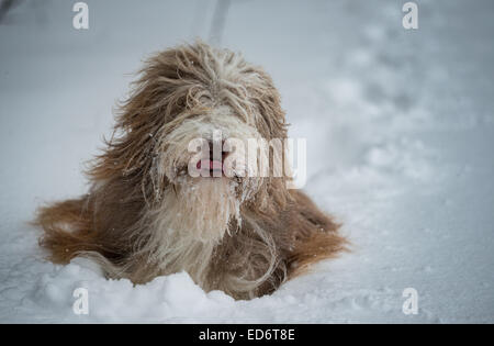 Lengenfeld, Deutschland. 30. Dezember 2014. Ein Hund der Rasse Bearded Collie Spaziergänge durch den Schnee in die oberen bayerischen administrativen Bezirk von Landsberg am Lech in der Nähe von Lengenfeld, Deutschland, 30. Dezember 2014. Foto: NICOLAS ARMER/Dpa/Alamy Live News Stockfoto