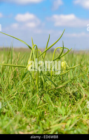 Fritillary (Fritillaria Meleagris) auf ein Naturschutzgebiet in Herefordshire Landschaft Stockfoto