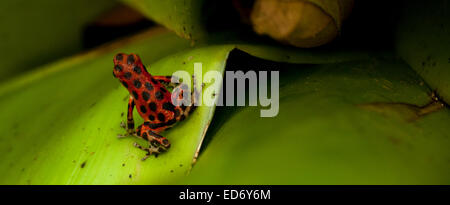 Nur ein paar Zentimeter in der Länge, ist ein panamaischer Red Dart Frog bereit, von seinem Bromelie Ast springen. Stockfoto