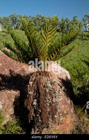 Gemeinsamen Baumfarn, Cyathea Dregei in den Drakensbergen, Südafrika Stockfoto