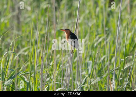 Zwergdommel, resident südlichen afrikanischen Unterarten, männlich auf Schilf; Wakkerstroom, Südafrika Stockfoto