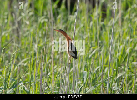 Zwergdommel, resident südlichen afrikanischen Unterarten, männlich auf Schilf; Wakkerstroom, Südafrika Stockfoto