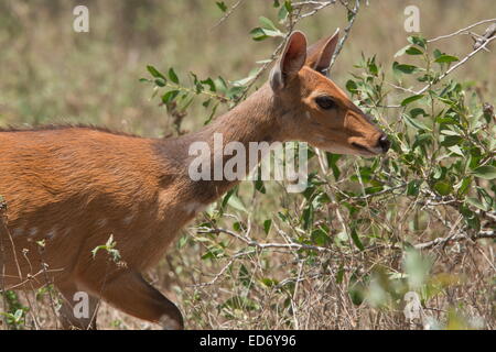 Weibliche Buschbock, Tragelaphus Scriptus im Kruger National Park, Südafrika Stockfoto