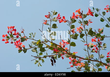 Orchidee Baum, rot Bauhinia, stolz von De Kaap, Bauhinia Galpinii in Blüte;  Kruger National Park, Südafrika Stockfoto