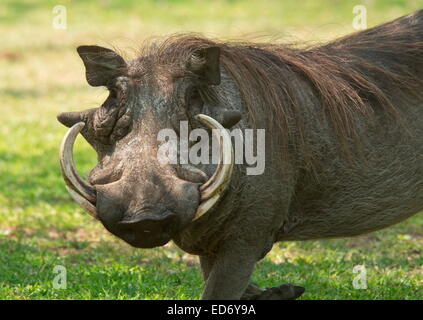 Eber Warzenschwein, Phacochoerus Africanus, in Krüger Nationalpark, Südafrika Stockfoto