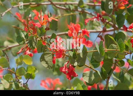 Orchidee Baum, rot Bauhinia, stolz von De Kaap, Bauhinia Galpinii in Blüte;  Kruger National Park, Südafrika Stockfoto