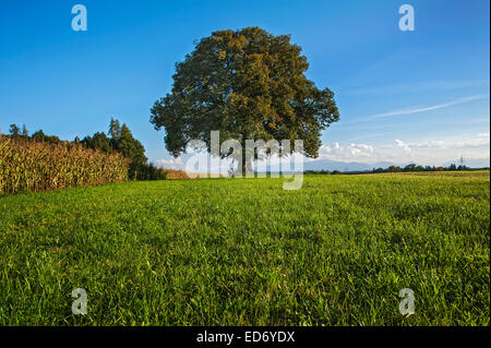 Alte Linde (Tilia), in der Nähe von Egling, Bayern, Deutschland Stockfoto