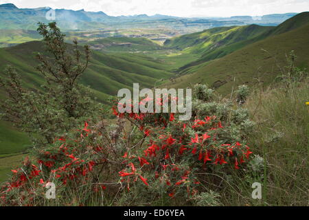 Den Berg Krebs Busch, Sutherlandia Montana, in den Drakensbergen, Südafrika Stockfoto