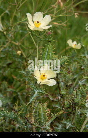 Blasse Mexican Prickly Poppy, Argemone Ochroleuca, eingebürgert in Süd-Afrika Stockfoto